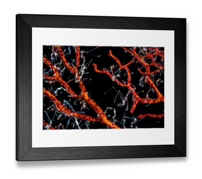 Framed Print : Skeleton shrimps (Caprella sp.) covering fan coral, Bunaken National Park, North Sulawesi, Indonesia, Pacific Ocean Framed Print : Skeleton shrimps (Caprella sp.) covering fan coral, Bunaken National Park, North Sulawesi, Indonesia, Pacific Ocean