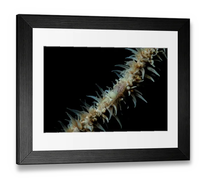 Framed Print : Whip coral shrimp (Pontonides unciger) on whip coral at night, off Siladen Island, North Sulawesi, Indonesia, Pacific Ocean Framed Print : Whip coral shrimp (Pontonides unciger) on whip coral at night, off Siladen Island, North Sulawesi, Indonesia, Pacific Ocean