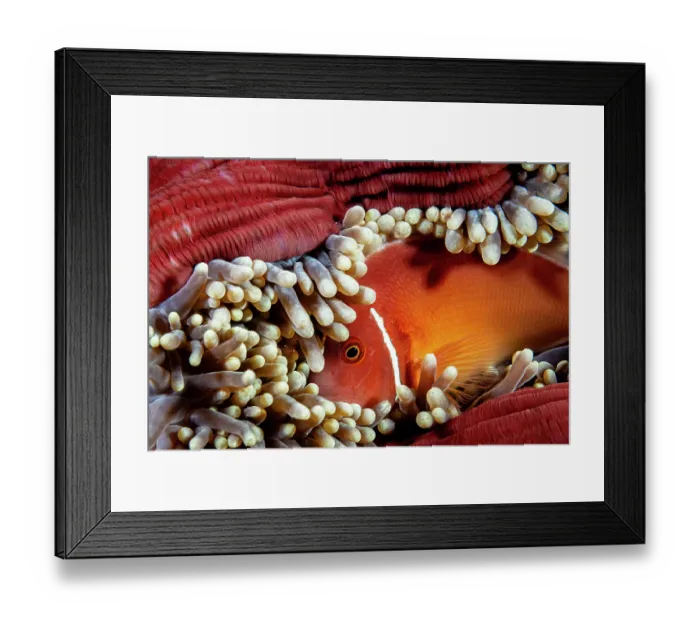 Framed Print : Pink anemonefish (Amphiprion perideraion) living in a Magnificent sea anemone (Heteractis magnifica) on a coral reef, Siladen Island, North Sulawesi, Indonesia, Pacific Ocean