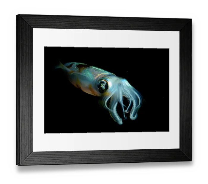 Framed Print : Bigfin reef squid (Sepioteuthis lessoniana) portrait, Bunaken National Park, North Sulawesi, Indonesia, Pacific Ocean