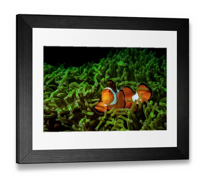 Framed Print : Western clown anemonefish (Amphiprion ocellaris) resting among tentacles of Magnificent sea anemone (Heteractis magnifica) host, Bunaken National Park, North Sulawesi, Indonesia Framed Print : Western clown anemonefish (Amphiprion ocellaris) resting among tentacles of Magnificent sea anemone (Heteractis magnifica) host, Bunaken National Park, North Sulawesi, Indonesia