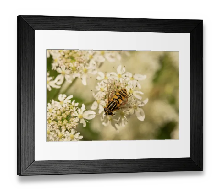 Framed Print : Sun fly (Helophilus pendulus) female, resting on Cow parsnip (Heracleum sphondylium) flower, Berrington Hall Pool SSSI, Herefordshire, England, UK. June Framed Print : Sun fly (Helophilus pendulus) female, resting on Cow parsnip (Heracleum sphondylium) flower, Berrington Hall Pool SSSI, Herefordshire, England, UK. June