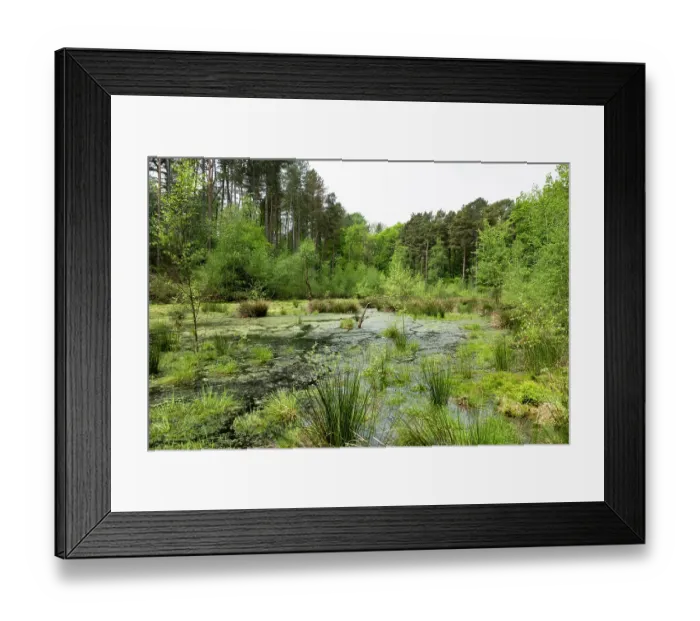 Framed Print : Floating peat bog  /  schwingmoor with Sphagnum moss and open dystrophic water, Hanger-Hill, Delamere Forest, Cheshire England, UK. May, 2024
