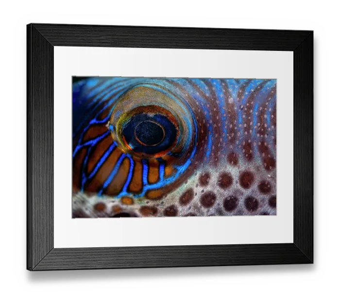 Framed Print : Saddled pufferfish (Canthigaster valentini) eye detail, off Siladan Island, North Sulawesi, Indonesia, Pacific Ocean Framed Print : Saddled pufferfish (Canthigaster valentini) eye detail, off Siladan Island, North Sulawesi, Indonesia, Pacific Ocean