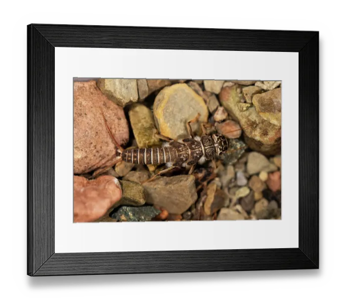 Framed Print : Stonefly (Dinocras cephalotes) on stony bed of tributary of the Olchon Brook, Golden Valley, Herefordshire, England, UK. May. Controlled conditions. Focus stacked Framed Print : Stonefly (Dinocras cephalotes) on stony bed of tributary of the Olchon Brook, Golden Valley, Herefordshire, England, UK. May. Controlled conditions. Focus stacked