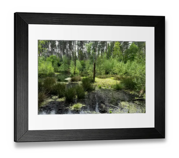 Framed Print : Floating peat bog / schwingmoor with Sphagnum moss and open dystrophic water, Hanger-Hill, Delamere Forest, Cheshire England, UK. May, 2024 Framed Print : Floating peat bog / schwingmoor with Sphagnum moss and open dystrophic water, Hanger-Hill, Delamere Forest, Cheshire England, UK. May, 2024
