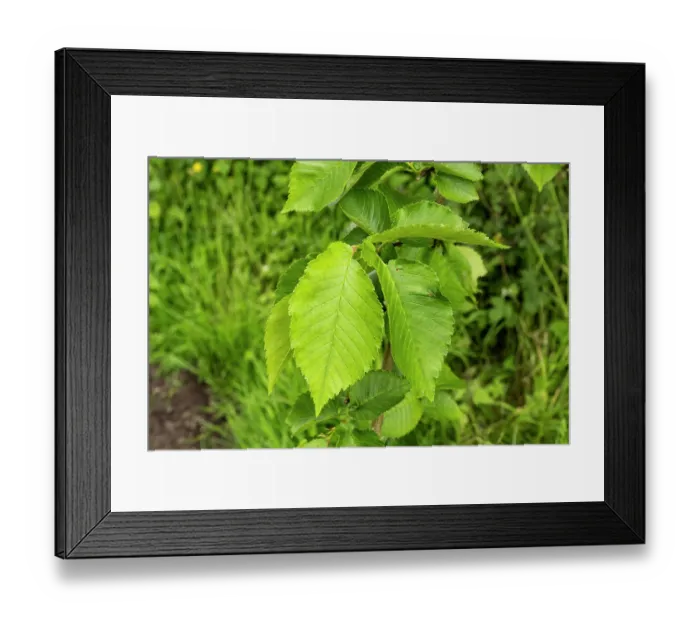 Framed Print : Dutch Eem (Ulmus x hollandica) leaves, Sturts Nature Reserve, Herefordshire, England, UK. June Framed Print : Dutch Eem (Ulmus x hollandica) leaves, Sturts Nature Reserve, Herefordshire, England, UK. June