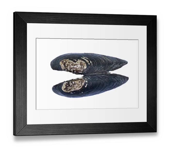 Framed Print : Freshwater pearl mussel (Margaritifera margaritifera) shell, exterior view of valves, River Teme SSSI, Herefordshire, England, UK. June. Endangered. Focus stacked Framed Print : Freshwater pearl mussel (Margaritifera margaritifera) shell, exterior view of valves, River Teme SSSI, Herefordshire, England, UK. June. Endangered. Focus stacked