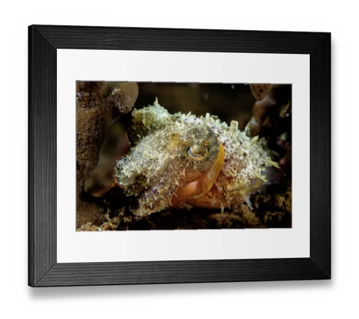 Framed Print : Dwarf cuttlefish (Sepia bandensis) on a coral reef, near Siladen Island, North Sulawesi, Indonesia, Pacific Ocean Framed Print : Dwarf cuttlefish (Sepia bandensis) on a coral reef, near Siladen Island, North Sulawesi, Indonesia, Pacific Ocean