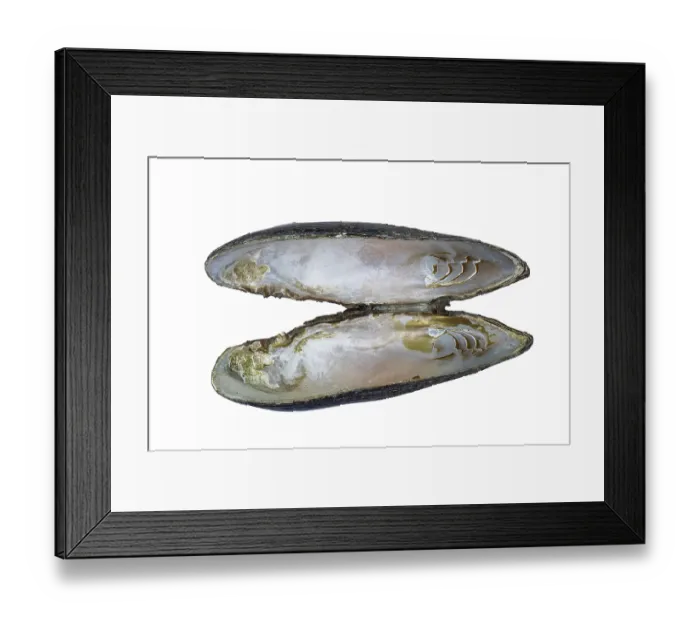Framed Print : Freshwater pearl mussel (Margaritifera margaritifera) shell interior showing mother of pearl and abductor scars, River Teme SSSI, Herefordshire, England, UK. June. Endangered Framed Print : Freshwater pearl mussel (Margaritifera margaritifera) shell interior showing mother of pearl and abductor scars, River Teme SSSI, Herefordshire, England, UK. June. Endangered