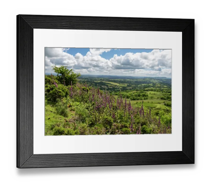 Framed Print : Foxgloves (Digitalis purpurea) in flower on Back Hill / Cat's Back, with views across the Golden Valley, Herefordshire, England, UK. June Framed Print : Foxgloves (Digitalis purpurea) in flower on Back Hill / Cat's Back, with views across the Golden Valley, Herefordshire, England, UK. June