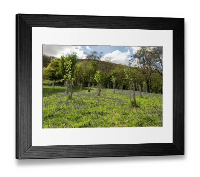 Framed Print : Tree saplings planted in woodland pasture with a Bluebell (Hyacinthoides non-scripta) carpet, Olchon Valley, Black Mountains, Herefordshire, England, UK. May Framed Print : Tree saplings planted in woodland pasture with a Bluebell (Hyacinthoides non-scripta) carpet, Olchon Valley, Black Mountains, Herefordshire, England, UK. May