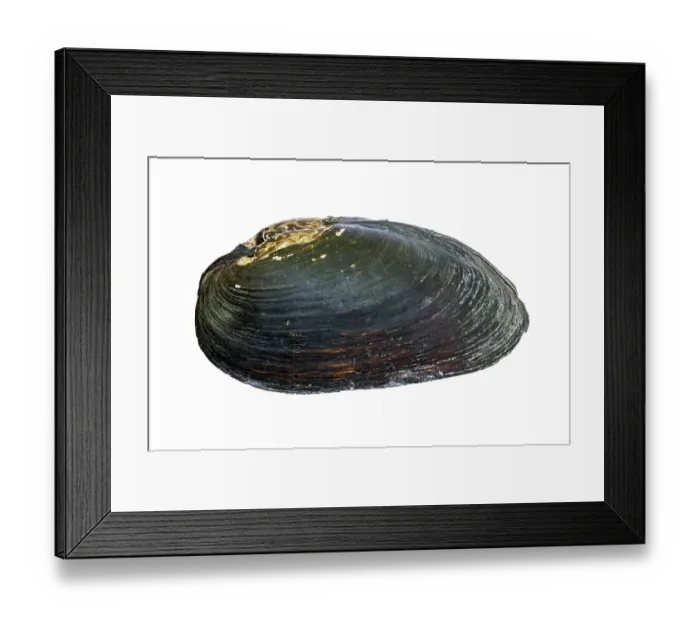 Framed Print : Freshwater pearl mussel (Margaritifera margaritifera) shell, lateral view of valve, River Teme SSSI, Herefordshire, England, UK. June. Endangered. Focus stacked Framed Print : Freshwater pearl mussel (Margaritifera margaritifera) shell, lateral view of valve, River Teme SSSI, Herefordshire, England, UK. June. Endangered. Focus stacked
