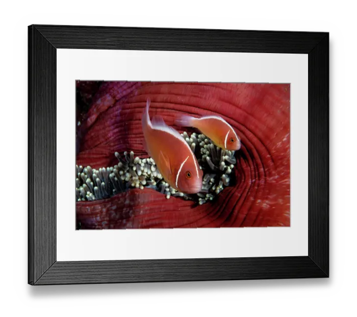 Framed Print : Pink anemonefish (Amphiprion perideraion) pair, living in a Magnificent sea anemone (Heteractis magnifica) on a coral reef, Siladen Island, North Sulawesi, Indonesia