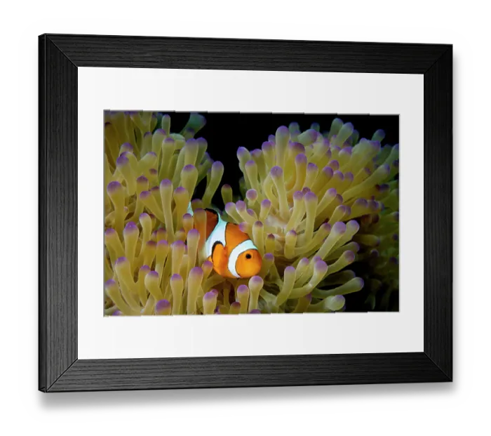 Framed Print : Western clown anemonefish (Amphiprion ocellaris) resting among tentacles of Magnificent sea anemone (Heteractis magnifica) host, Bunaken National Park, North Sulawesi, Indonesia Framed Print : Western clown anemonefish (Amphiprion ocellaris) resting among tentacles of Magnificent sea anemone (Heteractis magnifica) host, Bunaken National Park, North Sulawesi, Indonesia
