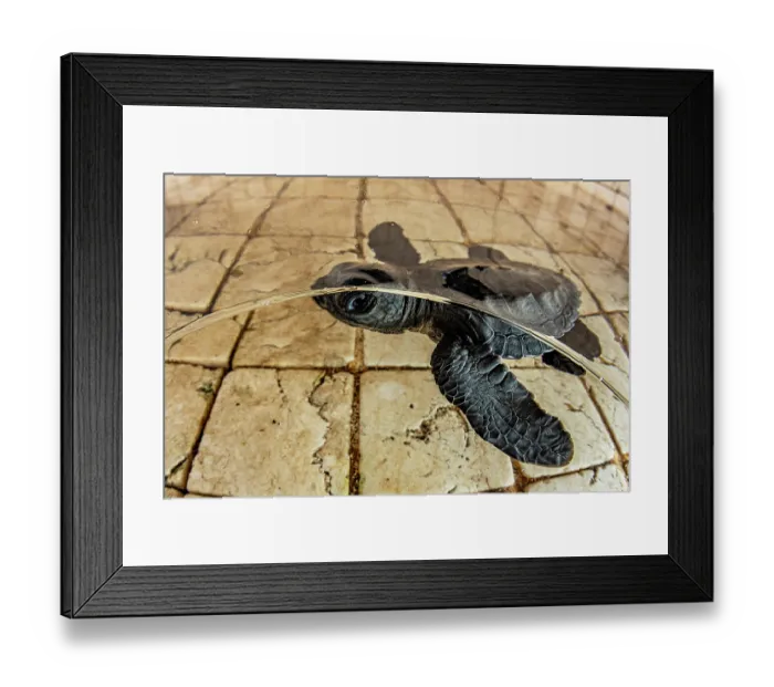 Framed Print : Green sea turtle (Chelonia mydas) hatchling in a rinse tank after being rescued by a local dive shop. It will be set free when it has grown a little bigger Framed Print : Green sea turtle (Chelonia mydas) hatchling in a rinse tank after being rescued by a local dive shop. It will be set free when it has grown a little bigger