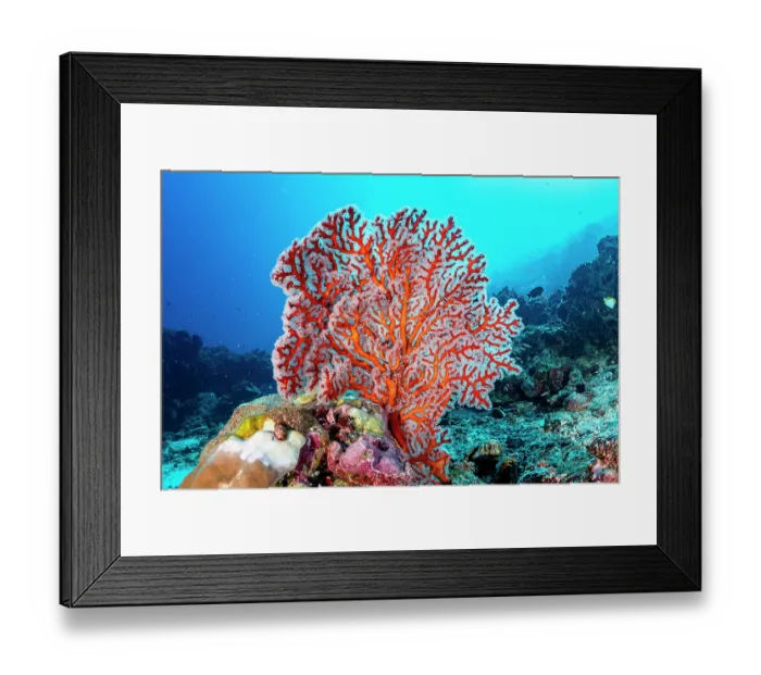 Framed Print : Large, healthy Gorgonian sea fan (Euplexaura sp.), Bunaken Marine Park, North Sulawesi, Indonesia, Pacific Ocean Framed Print : Large, healthy Gorgonian sea fan (Euplexaura sp.), Bunaken Marine Park, North Sulawesi, Indonesia, Pacific Ocean