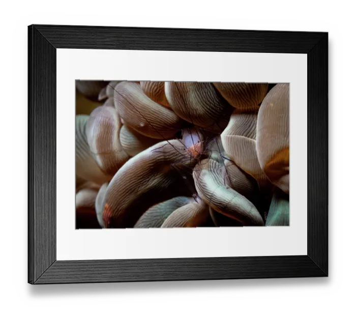 Framed Print : Bubble coral shrimp (Vir philippinensis) on Bubble coral (Plerogyra sinuosa), off Siladan Island, North Sulawesi, Indonesia, Pacific Ocean Framed Print : Bubble coral shrimp (Vir philippinensis) on Bubble coral (Plerogyra sinuosa), off Siladan Island, North Sulawesi, Indonesia, Pacific Ocean