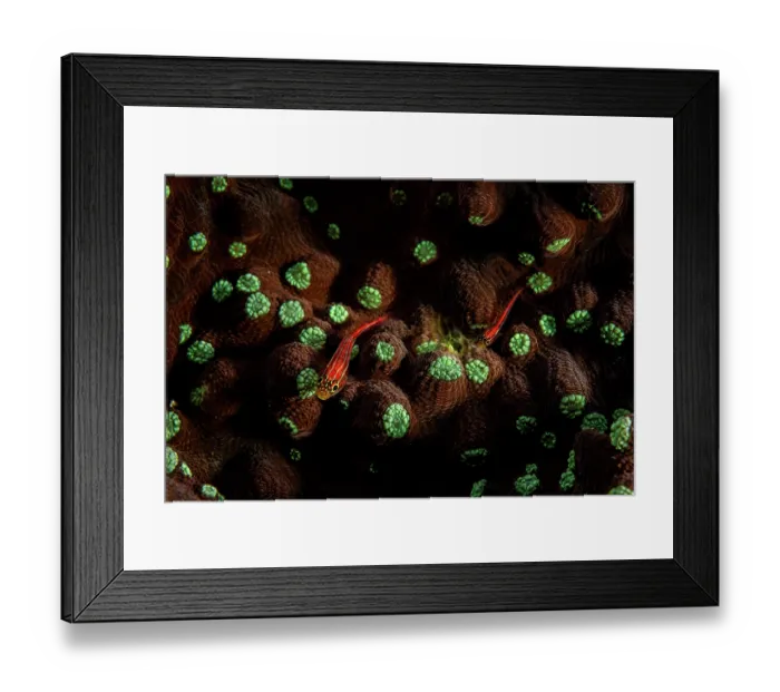 Framed Print : Striped triplefins (Helcogramma striata) pair on coral reef, off Siladen Island, North Sulawesi, Indonesia, Pacific Ocean Framed Print : Striped triplefins (Helcogramma striata) pair on coral reef, off Siladen Island, North Sulawesi, Indonesia, Pacific Ocean