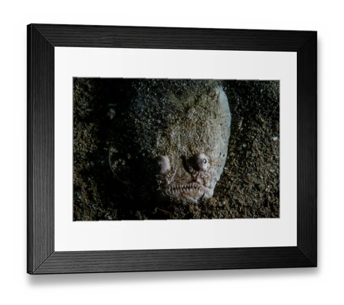 Framed Print : RF - Whitemargin stargazer (Uranoscopus sulphureus) portrait, North Sulawesi, Indonesia, Pacific Ocean. (This image may be licensed either as rights managed or royalty free.)