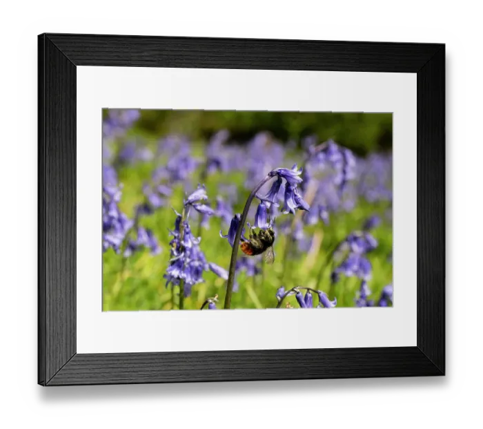 Framed Print : Red-tailed bumblebee (Bombus lapidarius) pollinating Bluebell (Hyacinthoides non-scripta), Olchon Valley, Herefordshire, England, UK. May Framed Print : Red-tailed bumblebee (Bombus lapidarius) pollinating Bluebell (Hyacinthoides non-scripta), Olchon Valley, Herefordshire, England, UK. May