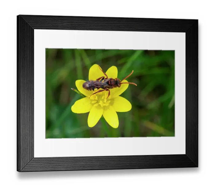 Framed Print : Nomad bee (Nomada flava) on Lesser celendine (Ficaria verna) flower, Herefordshire, England, UK. April
