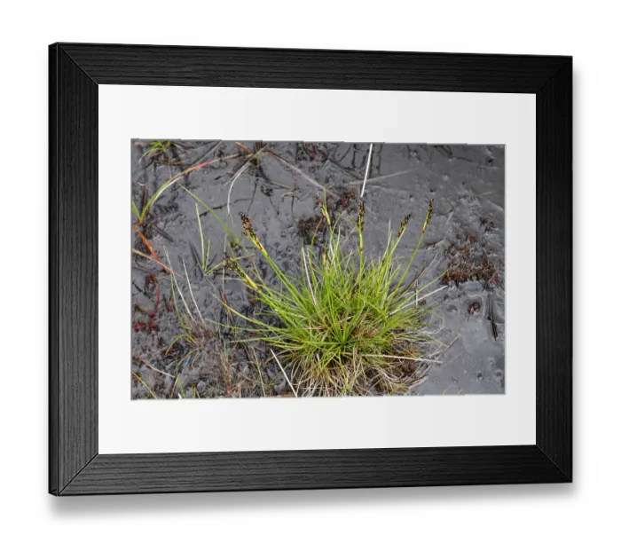 Framed Print : Heath rush (Juncus squarrosus) on wet heathland, Black Mountains SSSI, Herefordshire, England, UK. June Framed Print : Heath rush (Juncus squarrosus) on wet heathland, Black Mountains SSSI, Herefordshire, England, UK. June