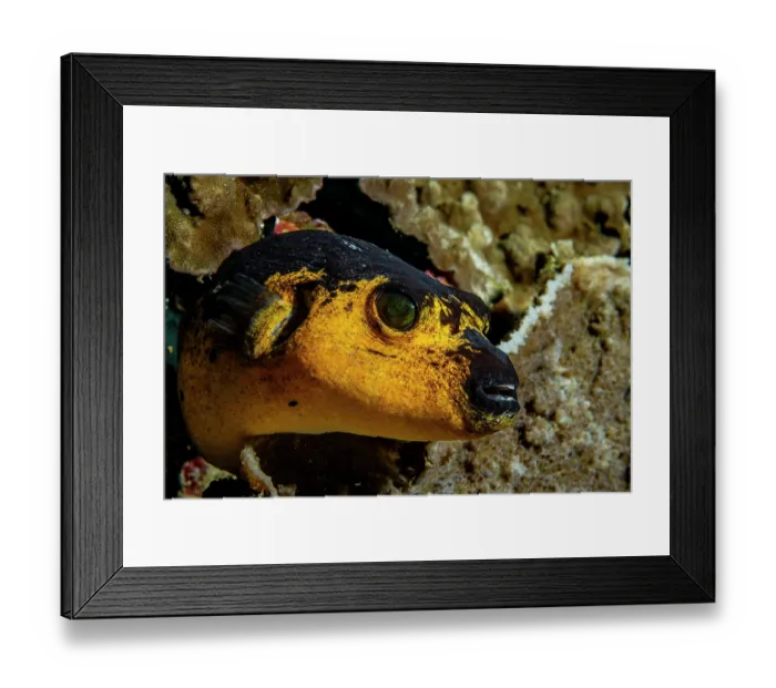Framed Print : Blackspotted puffer (Arothron nigropunctatus) on a coral reef, off Siladen Island, North Sulawesi, Indonesia, Pacific Ocean Framed Print : Blackspotted puffer (Arothron nigropunctatus) on a coral reef, off Siladen Island, North Sulawesi, Indonesia, Pacific Ocean