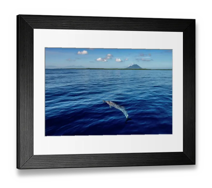 Framed Print : Spinner dolphin (Stenella longirostris) at the surface, Bunaken National Park, North Sulawesi, Indonesia, Pacific Ocean