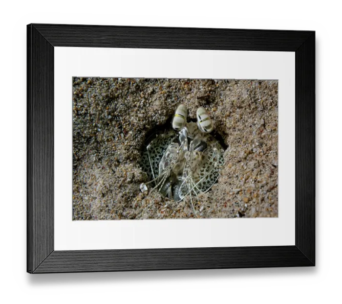 Framed Print : Mantis shrimp (Lysiosquilla sulcata) hiding in sand waiting to ambush prey at night, Bunaken National Park, North Sulawesi, Indonesia, Pacific Ocean Framed Print : Mantis shrimp (Lysiosquilla sulcata) hiding in sand waiting to ambush prey at night, Bunaken National Park, North Sulawesi, Indonesia, Pacific Ocean