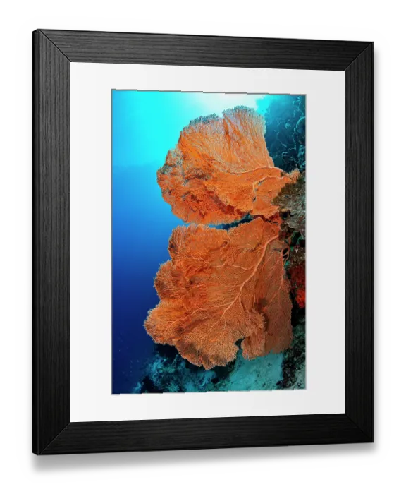 Framed Print : Giant gorgonian sea fan (Subergorgia mollis) on a coral reef, Bunaken National Park, North Sulawesi, Indonesia, Pacific Ocean Framed Print : Giant gorgonian sea fan (Subergorgia mollis) on a coral reef, Bunaken National Park, North Sulawesi, Indonesia, Pacific Ocean