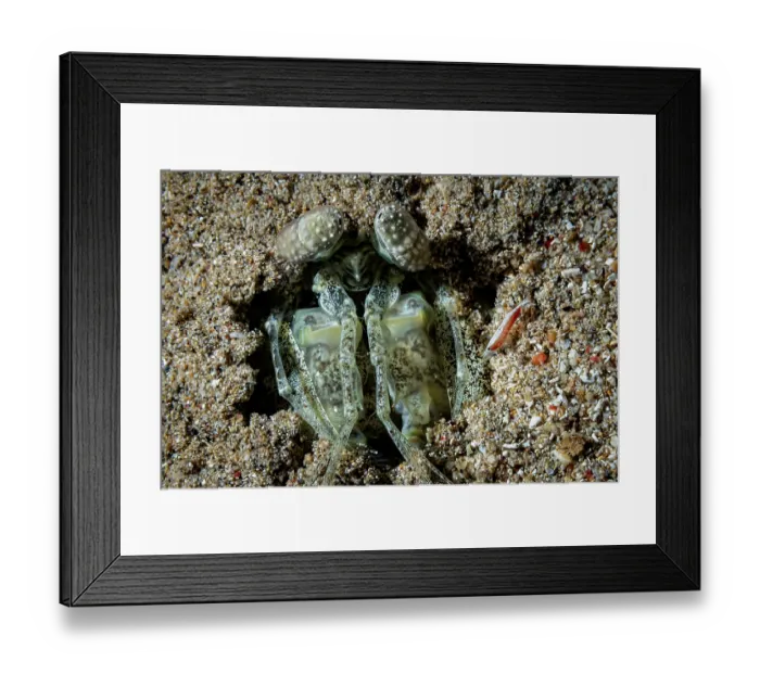 Framed Print : Mantis shrimp (Lysiosquilla sulcata) hiding in sand waiting to ambush prey at night, Bunaken National Park, North Sulawesi, Indonesia, Pacific Ocean