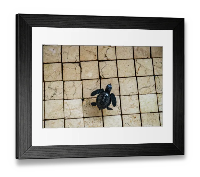 Framed Print : Green sea turtle (Chelonia mydas) hatchling in a rinse tank after being rescued by a local dive shop. It will be set free when it has grown a little bigger Framed Print : Green sea turtle (Chelonia mydas) hatchling in a rinse tank after being rescued by a local dive shop. It will be set free when it has grown a little bigger