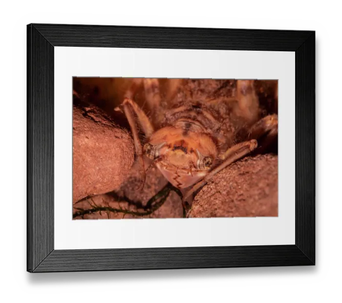 Framed Print : Golden-ringed dragonfly (Cordulegaster boltonii) nymph, view of face and labial mask showing irregular teeth, tributary of the Olchon Brook, Golden Valley, Herefordshire, England Framed Print : Golden-ringed dragonfly (Cordulegaster boltonii) nymph, view of face and labial mask showing irregular teeth, tributary of the Olchon Brook, Golden Valley, Herefordshire, England