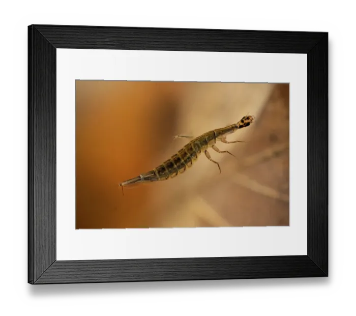 Framed Print : Lesser diving beetle (Acilius sulcatus) larva and Mosquito (Culicidae) larvae in woodland pond, Cheshire, England, UK. May. Controlled conditions Framed Print : Lesser diving beetle (Acilius sulcatus) larva and Mosquito (Culicidae) larvae in woodland pond, Cheshire, England, UK. May. Controlled conditions