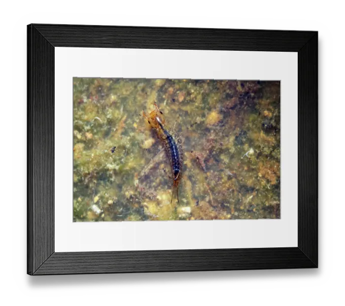 Framed Print : Small predatory diving beetle (Hydroporus sp.) larva with pond algae and detritus, Hatterall Hill, Herefordshire, England, UK. April. Captive Framed Print : Small predatory diving beetle (Hydroporus sp.) larva with pond algae and detritus, Hatterall Hill, Herefordshire, England, UK. April. Captive
