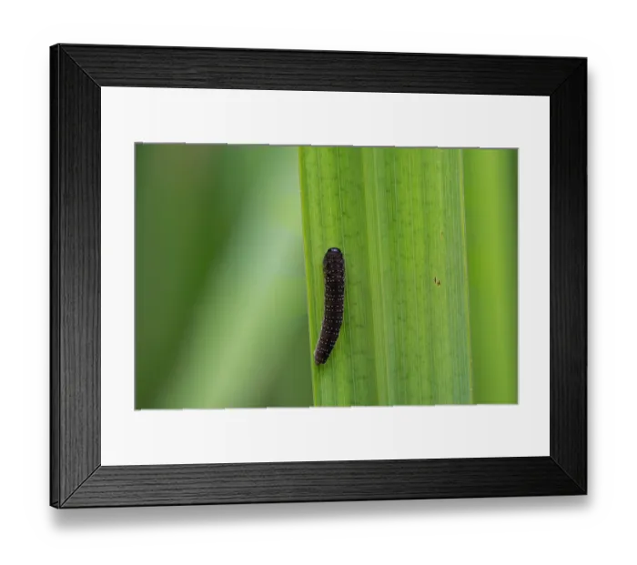 Framed Print : Iris sawfly (Rhadinoceraea micans) larva on Yellow iris (Iris pseudacorus) leaf, Mortimer Forest, Herefordshire, England, UK. July. Focus stacked Framed Print : Iris sawfly (Rhadinoceraea micans) larva on Yellow iris (Iris pseudacorus) leaf, Mortimer Forest, Herefordshire, England, UK. July. Focus stacked