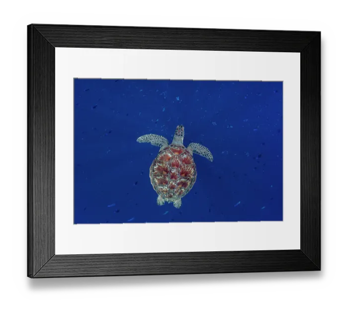Framed Print : Green sea turtle (Chelonia mydas) swimming off shore, Bunaken National Park near Siladen Island, North Sulawesi, Indonesia, Pacific Ocean. Endangered