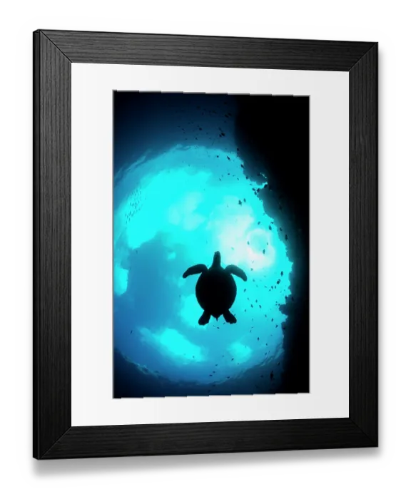 Framed Print : Green sea turtle (Chelonia mydas) swimming silhouetted in Snell's window, Bunaken National Park near Siladen Island, North Sulawesi, Indonesia, Pacific Ocean. Endangered Framed Print : Green sea turtle (Chelonia mydas) swimming silhouetted in Snell's window, Bunaken National Park near Siladen Island, North Sulawesi, Indonesia, Pacific Ocean. Endangered