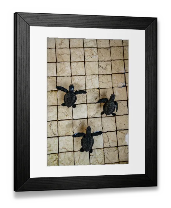 Framed Print : Three Green sea turtle (Chelonia mydas) hatchlings in a rinse tank after being rescued by a local dive shop. They will be set free when they have grown a little bigger Framed Print : Three Green sea turtle (Chelonia mydas) hatchlings in a rinse tank after being rescued by a local dive shop. They will be set free when they have grown a little bigger
