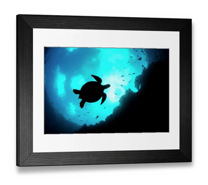 Framed Print : Green sea turtle (Chelonia mydas) swimming silhouetted in Snell's window, Bunaken National Park near Siladen Island, North Sulawesi, Indonesia, Pacific Ocean. Endangered Framed Print : Green sea turtle (Chelonia mydas) swimming silhouetted in Snell's window, Bunaken National Park near Siladen Island, North Sulawesi, Indonesia, Pacific Ocean. Endangered