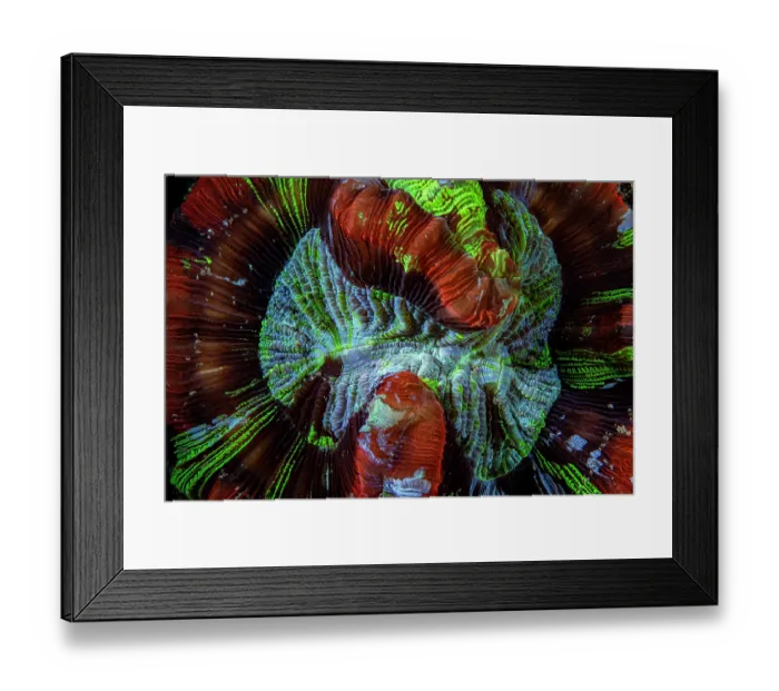 Framed Print : Brain coral (Trachyphyllia geoffroyi) close up, Lembeh Strait, North Sulawesi, Indonesia, Pacific Ocean Framed Print : Brain coral (Trachyphyllia geoffroyi) close up, Lembeh Strait, North Sulawesi, Indonesia, Pacific Ocean