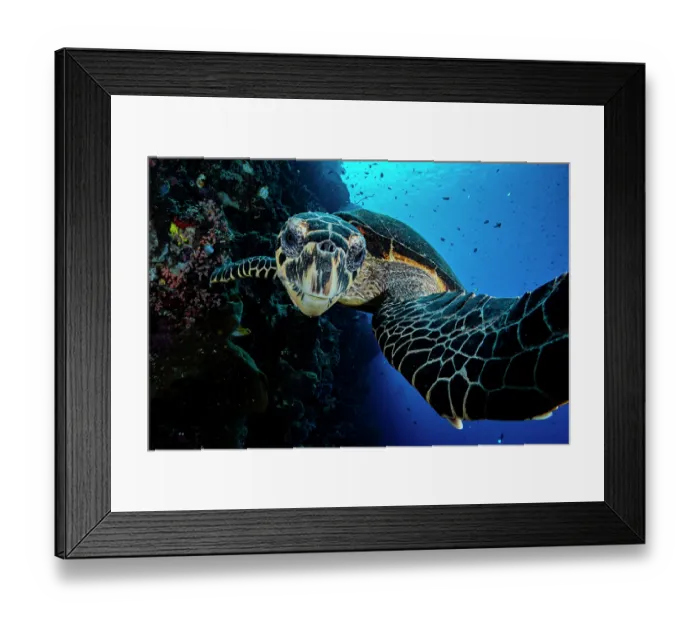 Framed Print : Hawksbill turtle (Eretmochelys imbricata) portrait, Bunaken Marine Park, North Sulawesi, Indonesia, Pacific Ocean. Critically endangered Framed Print : Hawksbill turtle (Eretmochelys imbricata) portrait, Bunaken Marine Park, North Sulawesi, Indonesia, Pacific Ocean. Critically endangered