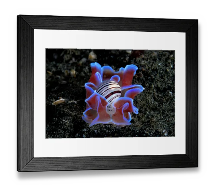 Framed Print : Brown-lined paperbubble (Hydatina physis) sea snail, portrait, Lembeh Strait, North Sulawesi, Indonesia, Pacific Ocean Framed Print : Brown-lined paperbubble (Hydatina physis) sea snail, portrait, Lembeh Strait, North Sulawesi, Indonesia, Pacific Ocean
