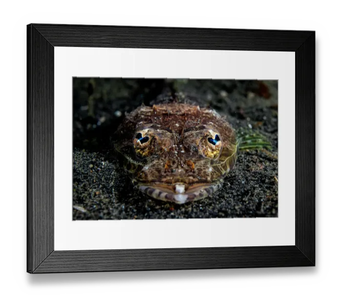 Framed Print : Thorny flathead (Rogadius pristiger) head portrait, Lembeh Strait, North Sulawesi, Indonesia, Pacific Ocean Framed Print : Thorny flathead (Rogadius pristiger) head portrait, Lembeh Strait, North Sulawesi, Indonesia, Pacific Ocean