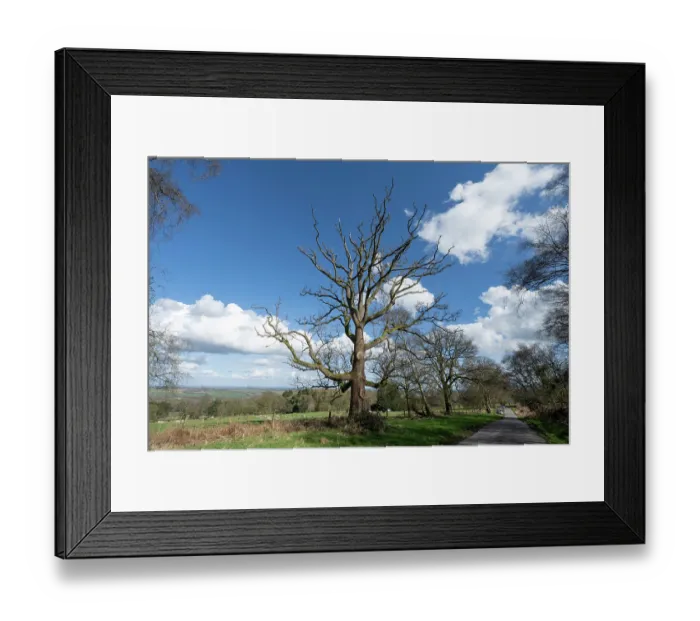 Framed Print : English oak (Quercus robur) infected with Sudden Oak death pathogen (Phytophthora ramorum), Brown Clee Hill, Shropshire, England, UK. March Framed Print : English oak (Quercus robur) infected with Sudden Oak death pathogen (Phytophthora ramorum), Brown Clee Hill, Shropshire, England, UK. March