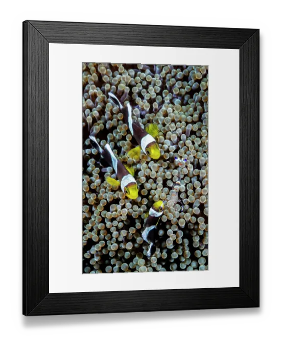 Framed Print : Saddleback anemonefish (Amphiprion polymnus) and Yellow-spotted anemone shrimp (Ancylomenes luteomaculatus) on a sea anemone, Lembeh Strait, North Sulawesi, Indonesia Framed Print : Saddleback anemonefish (Amphiprion polymnus) and Yellow-spotted anemone shrimp (Ancylomenes luteomaculatus) on a sea anemone, Lembeh Strait, North Sulawesi, Indonesia
