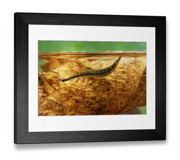 Framed Print : Lesser diving beetle (Acilius sulcatus) larva taking in air at surface of woodland pond, Cheshire, England, UK. May. Controlled conditions Framed Print : Lesser diving beetle (Acilius sulcatus) larva taking in air at surface of woodland pond, Cheshire, England, UK. May. Controlled conditions