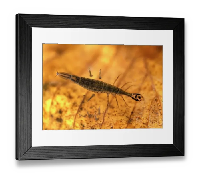 Framed Print : Lesser diving beetle (Acilius sulcatus) larva and Mosquito (Culicidae) larvae in woodland pond, Cheshire, England, UK. May. Controlled conditions Framed Print : Lesser diving beetle (Acilius sulcatus) larva and Mosquito (Culicidae) larvae in woodland pond, Cheshire, England, UK. May. Controlled conditions