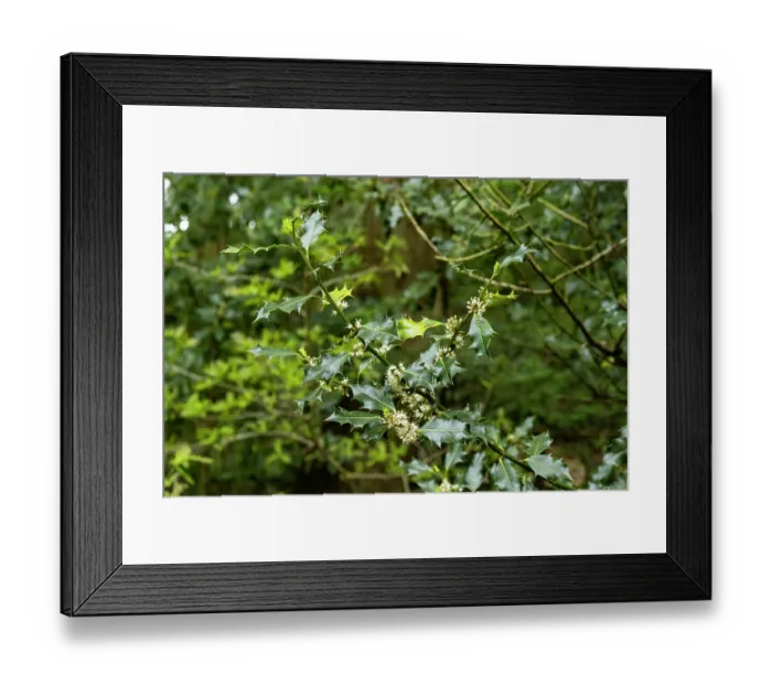 Framed Print : Holly (Ilex aquifolium) male flowers, Delamere Forest, Cheshire, England, UK. May Framed Print : Holly (Ilex aquifolium) male flowers, Delamere Forest, Cheshire, England, UK. May